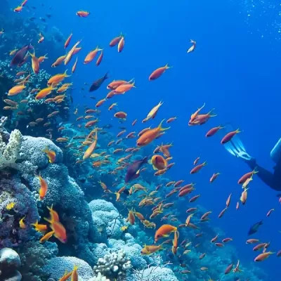 Baptème de plongée dans la réserve Cousteau